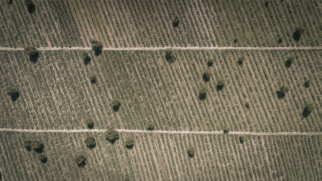 Aerial Maguey field in Mexico