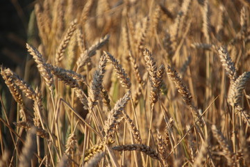 Grain fields in Moerkapelle in the evening sun at farm in the Netherlands.