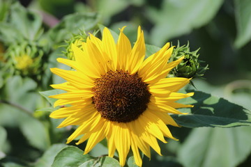 sunflowers in the sun in a garden in nieuwerkerk aan den IJssel in Netherlands.