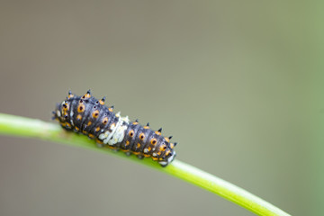 Eastern black swallowtail caterpillars in dill.