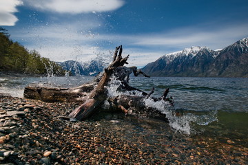 Fototapeta premium Russia. The South Of Western Siberia. Mountain Altai. Late spring on the shore of lake Teletskoye.