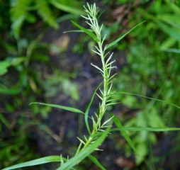 Three Way Sedge