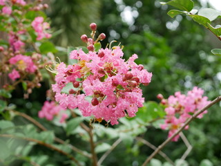 Pink flowers and green leaves