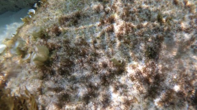 Unterwasser tauchen im Meer mit Actioncam