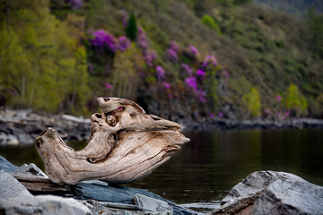 Russia. The South Of Western Siberia. Mountain Altai. Late spring on the shore of lake Teletskoye.