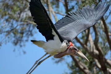 Marabou stork (leptoptilos crumenifer) in flight