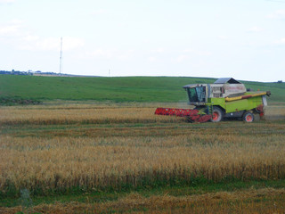 combine harvester on a field, harvesting rye