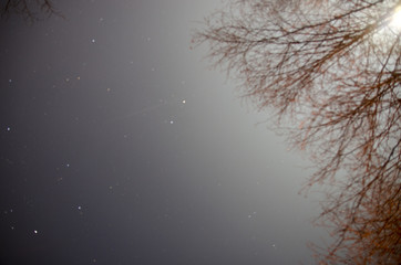 Branches and Stars