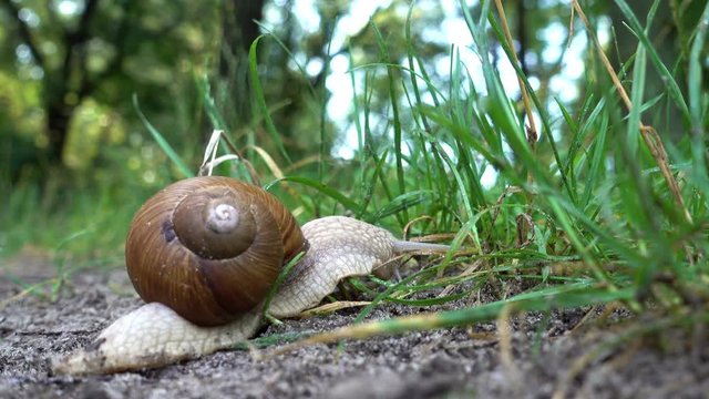 4K view of snail in the sink crawls along the ground into the green grass. Close-up.