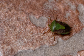 Avec son bouclier vert la punaise diminuée en Guyane française