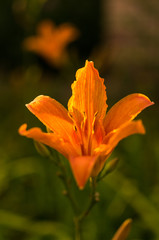 Orange lily. Flower isolate. Transparent petals. Evening in the garden.