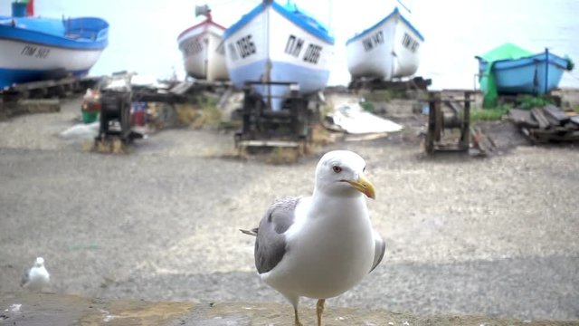 Slow motion of a gull catching slices of food on the shore in the background of boats.