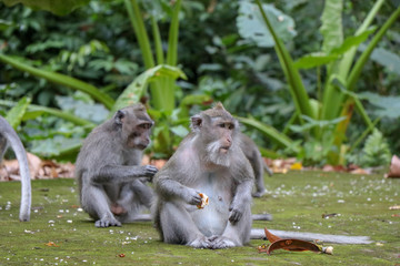 Balinese long-tailed monkey at Monkey Temple Forest, Ubud