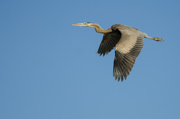 Great Blue Heron Flying in a Blue Sky