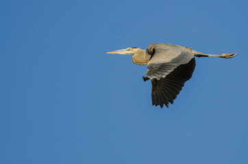 Great Blue Heron Flying in a Blue Sky