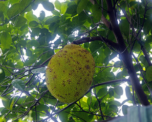 Durian tree, Fresh durian fruit on tree, Durians are the king of fruits,