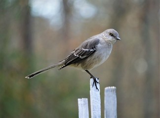 A single Mocking bird (Mimus polyglottos) perching on the white wooden fence on the blurry garden background, Winter in GA USA.