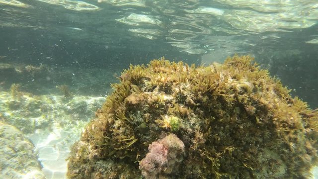 Unterwasser tauchen im Meer mit Actioncam