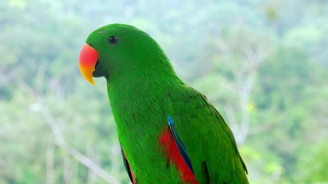Close-up of green eclectus parrot watching around and then starting to preen its plumage. Portrait of gorgeous bright colored tropical bird against foliage on background. Exotic avian species.
