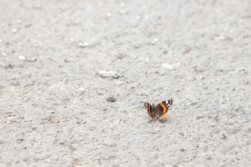 butterfly on a gravel road