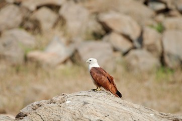 Brahminy Kite