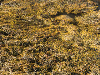 Fucus algae swaying in shallow water