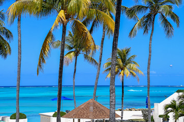 Fototapeta na wymiar palm tree and turquoise ocean water color at tropical resort on Nassau Bahama island