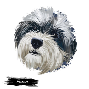 Havanese, Havanese Cuban Bichon, Havaneser dog digital art illustration isolated on white background. Cuba origin bichon type toy companion dog. Pet hand drawn portrait. Graphic clip art design
