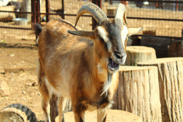 The goat makes a face. Close-up.