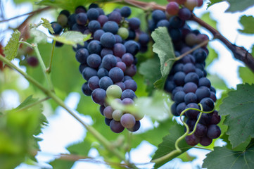 Red wine grapes on vine, green leaves and warm background color.