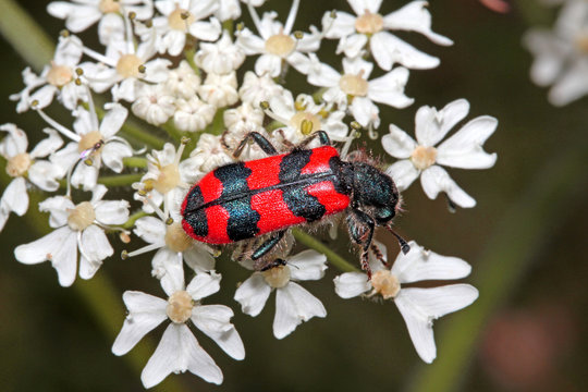 tricode (Trichodes alvearius)