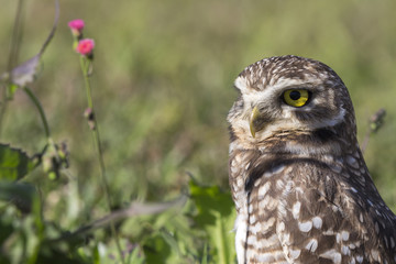 Coruja buraqueira - Owl