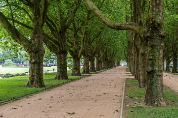 Fototapeta premium Platanenallee