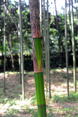 Japanese Timber Bamboo-1