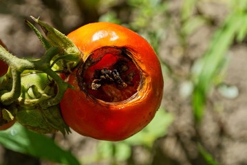 a big red and rotten tomato on a bush branch in the garden