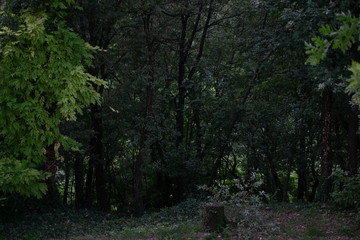 Fototapeta premium beautiful thick green forest with a cut trunk in the foreground