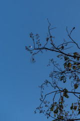 The moon on the tip of the tree
