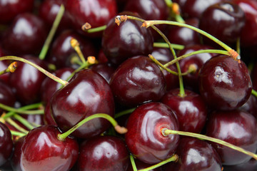 Harvest Cherry red juicy. Useful tasty berries rich in vitamins. 