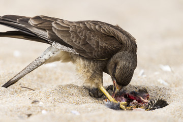 Gavião chimango caçando na praia
