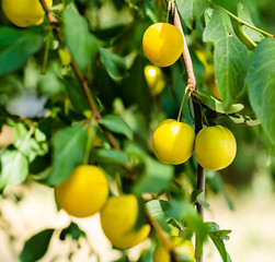 fruit plum on the branch with green leaves closeup