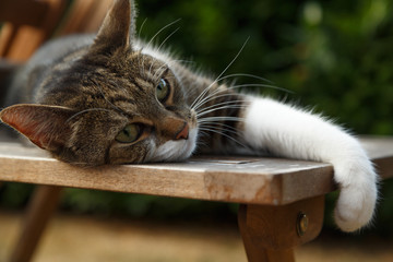 Faule Katze