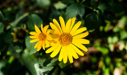 flowers with yellow petals on a background of green leaves close