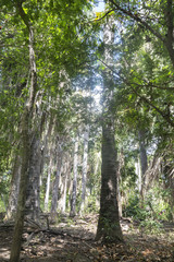 Portrait view of the natural habitat of Komodo dragons on Komodo Island in Indonesia.