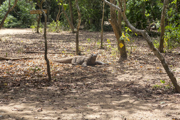 A komodo dragon camouflaged in dry leaves on Komodo Island.