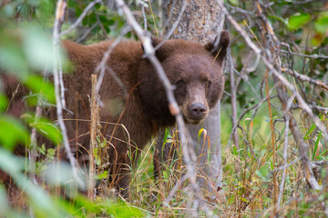 Teton Cinnamon Bear