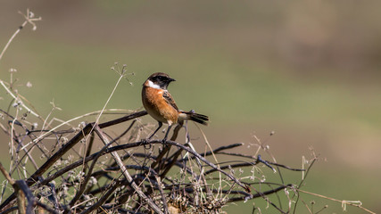 Stonechat 