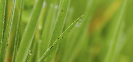 Dew drop at the end of green grass blade.  Closeup.