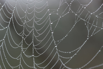 Dew covered spider web. Dark grey backgound.