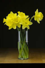 Daffodils in glass vase with water.  Black background.