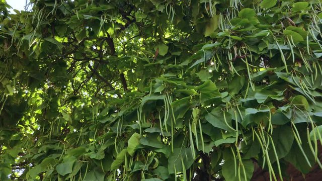 Northern catalpa fruits (Catalpa speciosa). Pan shot, 4k.